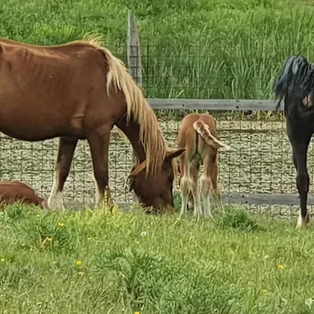 Casa Ciuffina Bed & Breakfast 3*
