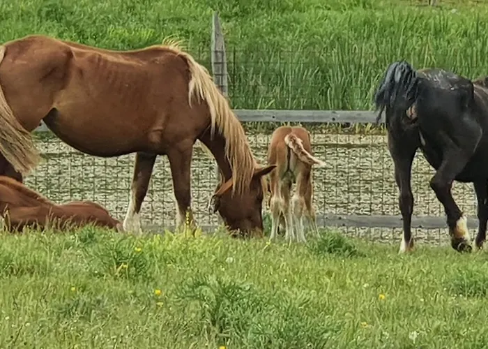 Casa Ciuffina Bed and Breakfast 3*